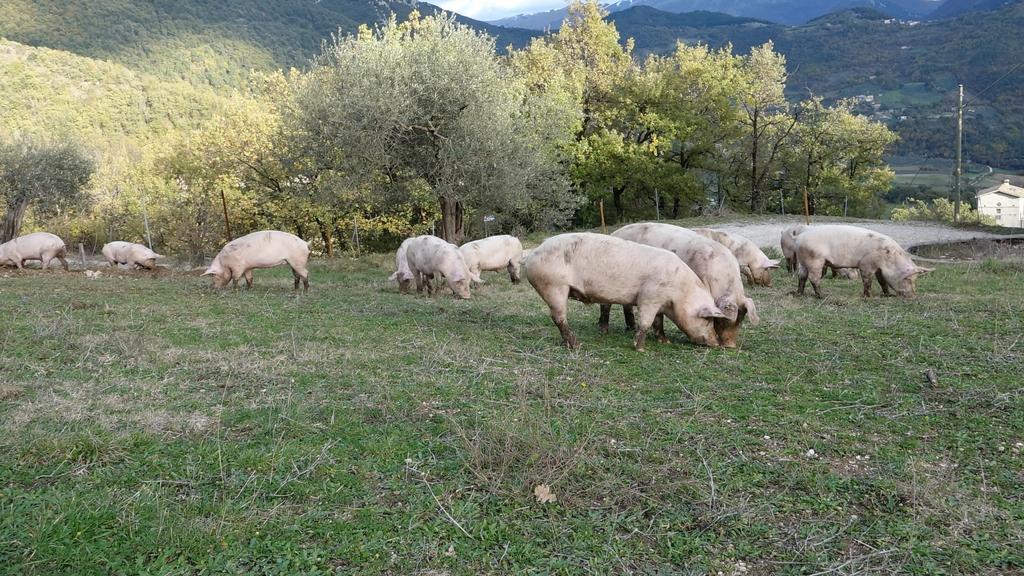 Valle del Belvedere Spoleto Eksteriør billede